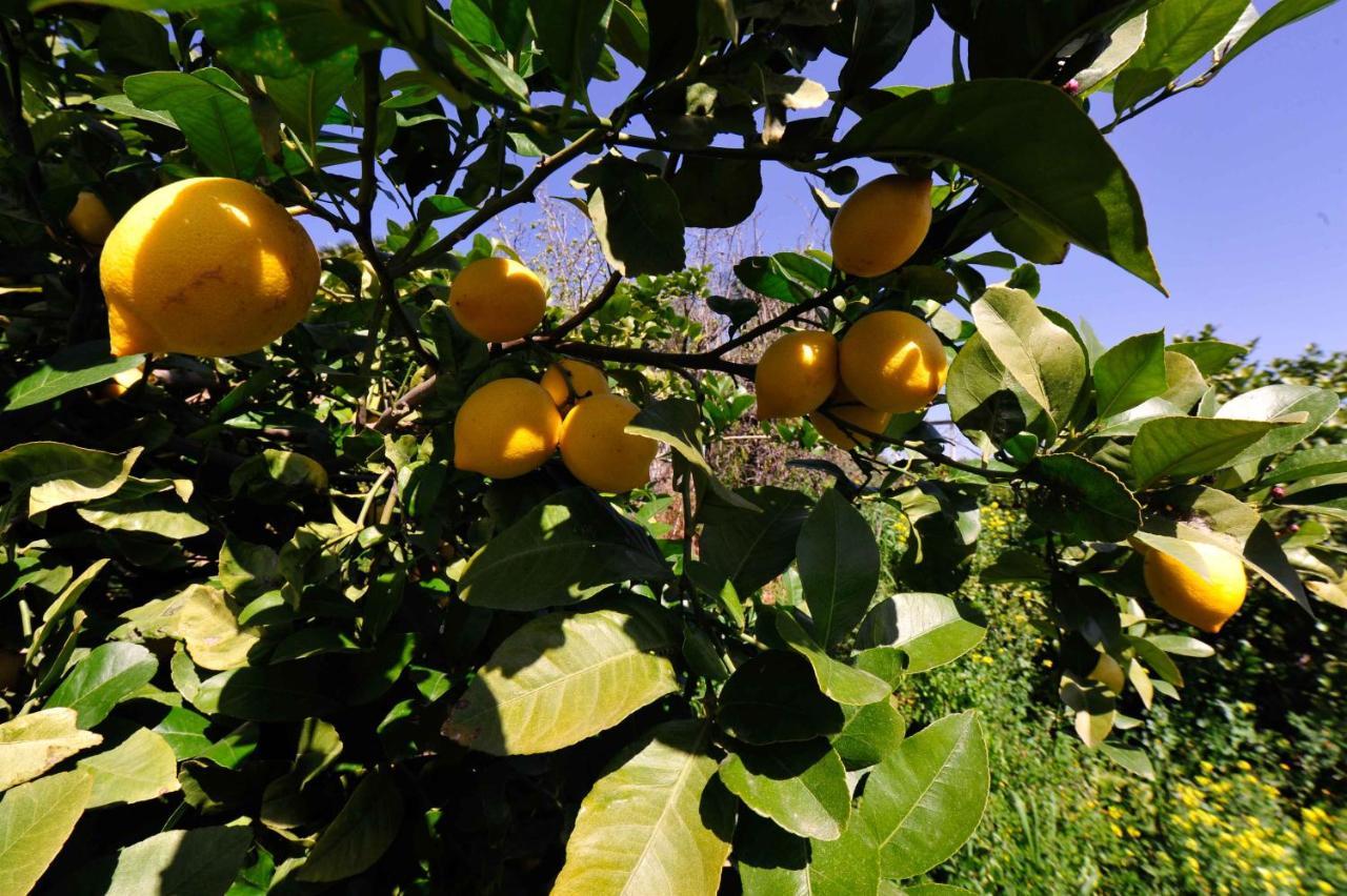 Finca Dariana Padel & Pool Alora Luaran gambar